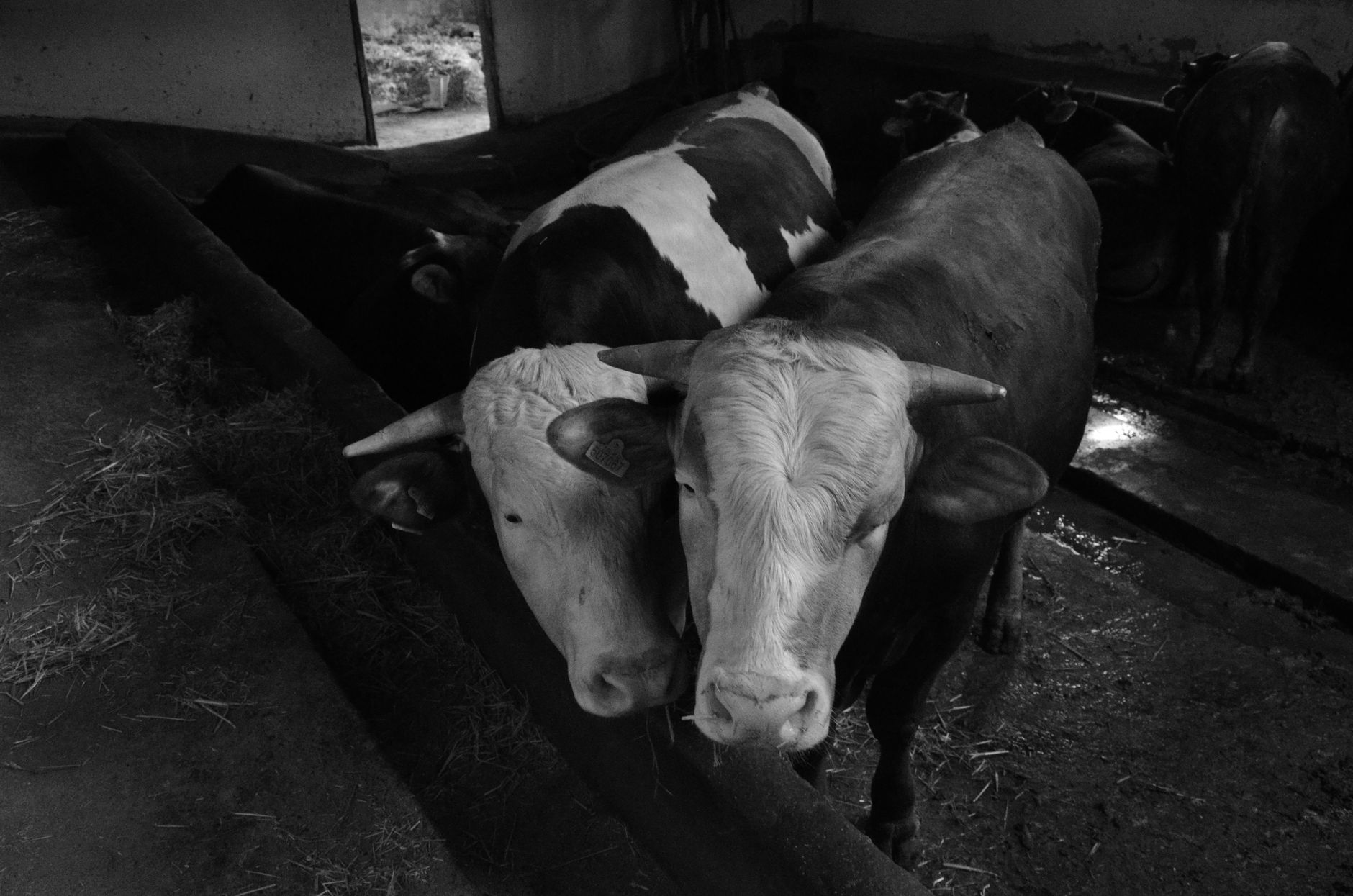 Rinder in einem Stall, in Schwarz-Weiß fotografiert