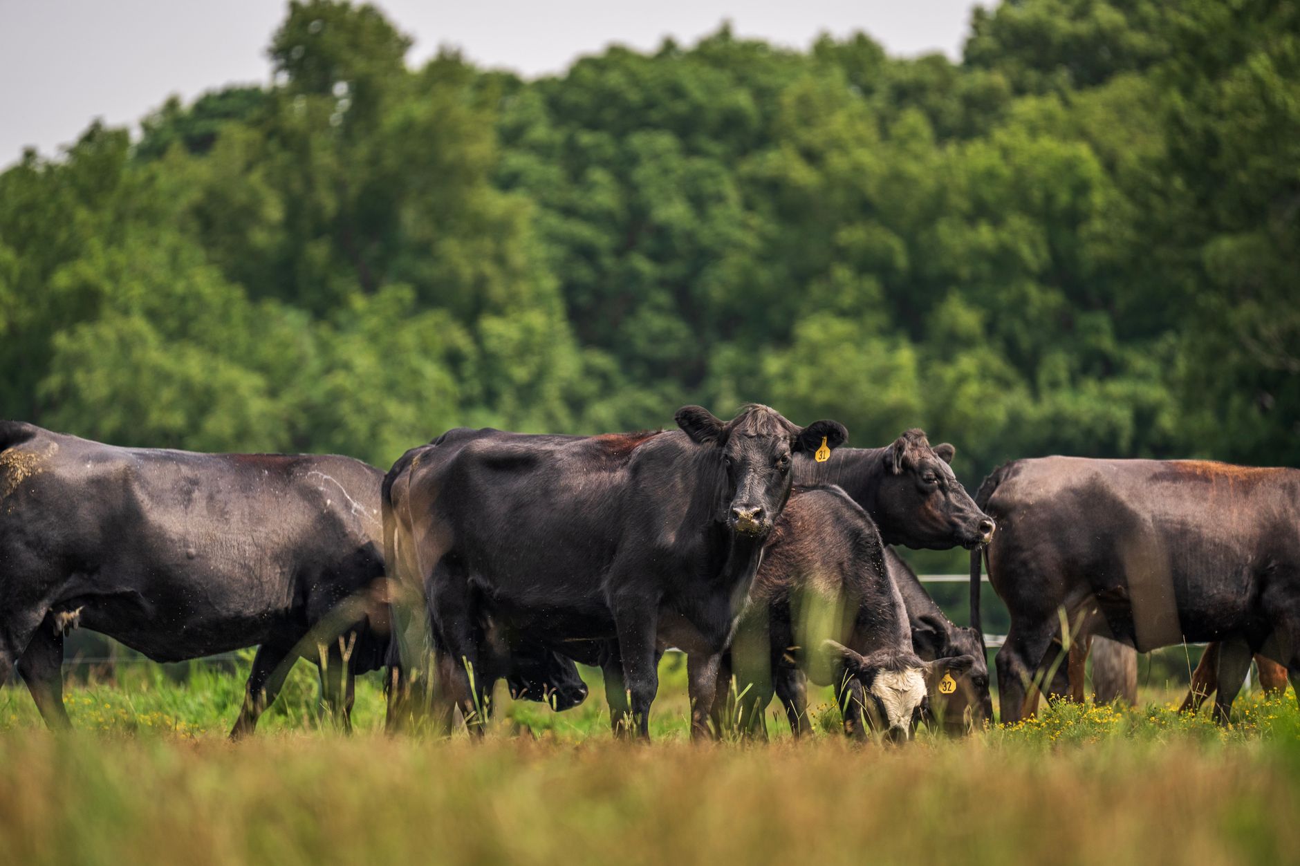 Angus-Rinder grasen auf einer grünen Weide zwischen Bäumen